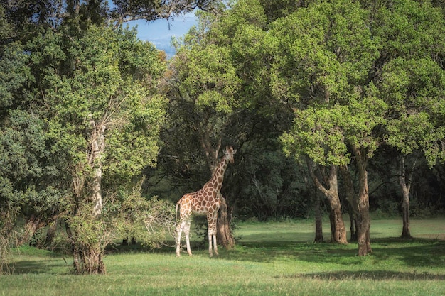 Girafe Giraffa camelopardalis