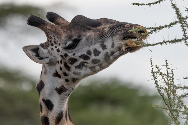 Girafe Giraffa camelopardalis