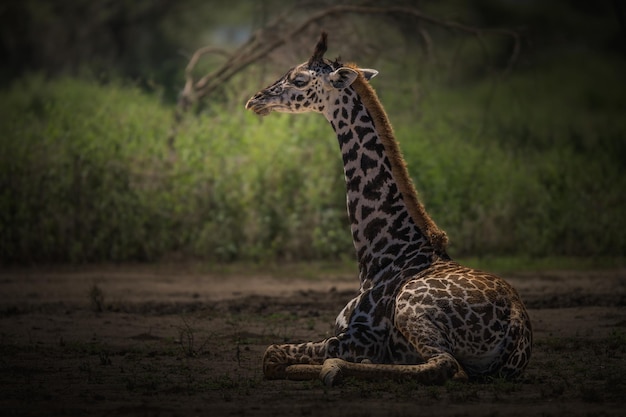 Girafe Giraffa camelopardalis