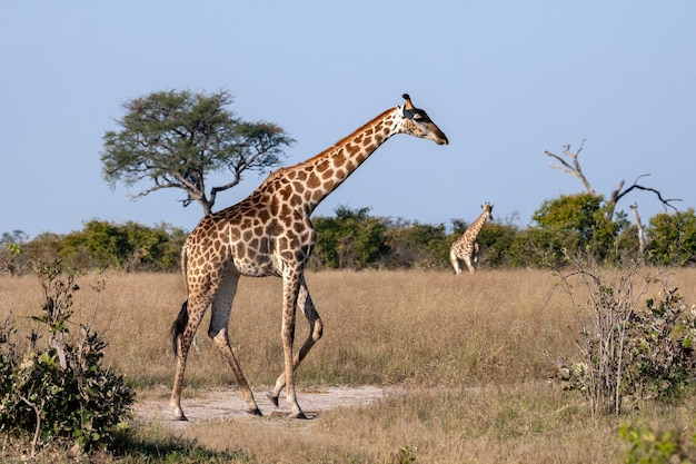 Girafe Giraffa camelopardalis