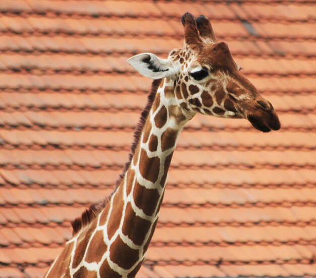 Une girafe en gros plan