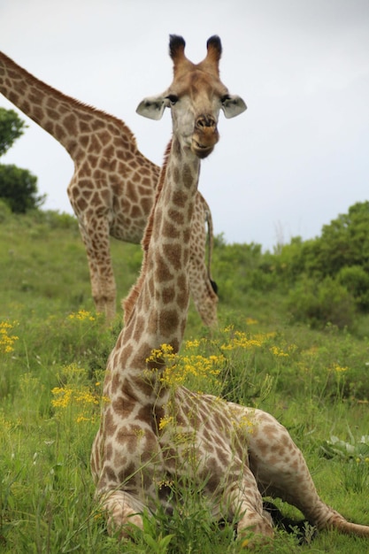 Une girafe en gros plan