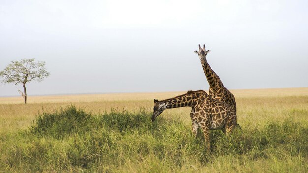 Une girafe en gros plan