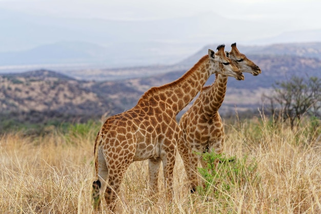 Une girafe en gros plan