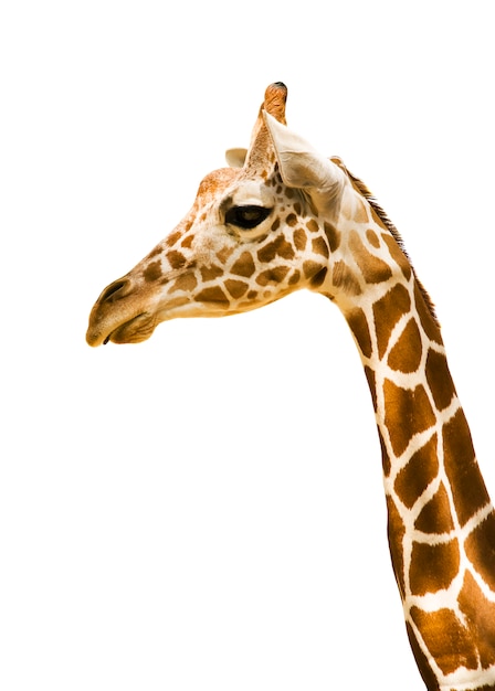 Girafe isolée sur blanc