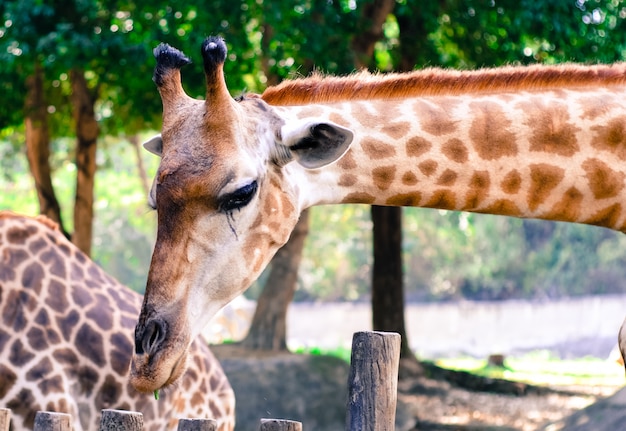 La girafe mange des feuilles.