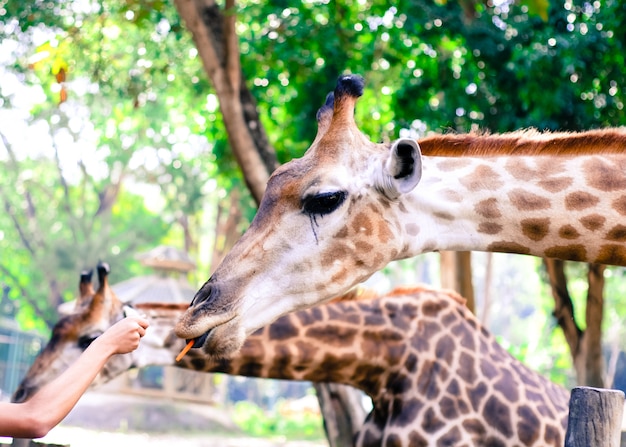 La girafe mange des feuilles.