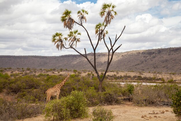 Girafe mange, Kenya en safari