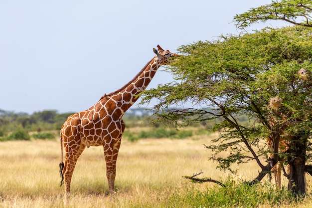 Une girafe mangeant les feuilles des acacias