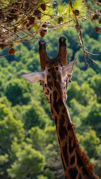 Photo girafe mangeant de la paille suspendue