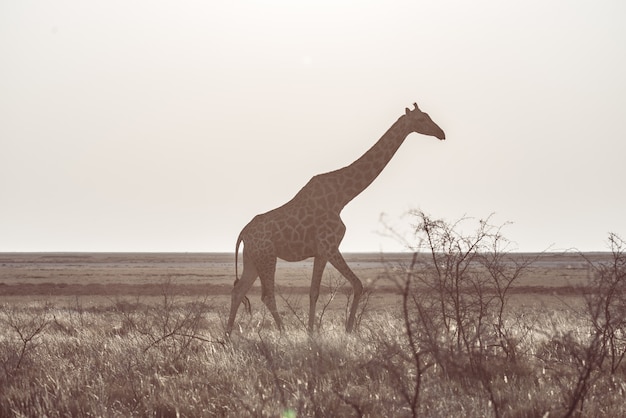 Girafe marchant dans la brousse sur le plateau du désert. Safari animalier dans le parc national d'Etosha.