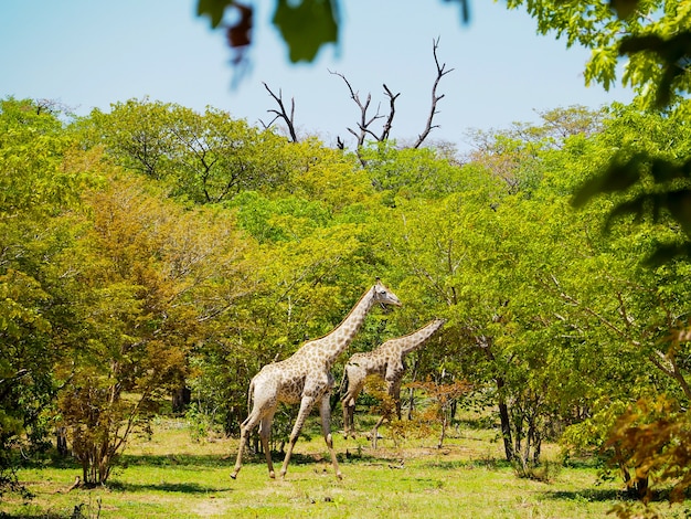 Girafe, marche, dans, africaine, savane, vert, forêt, habitat