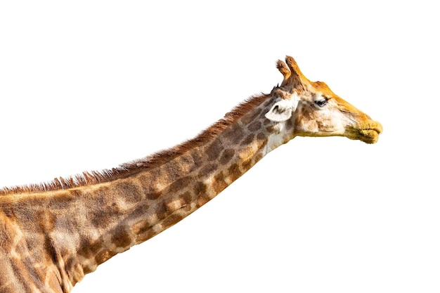 Girafe montrant la tête et le cou, isolé sur fond blanc uni.