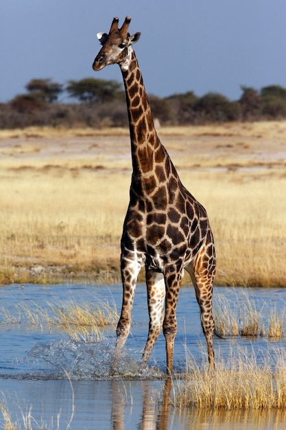 Photo girafe namibie