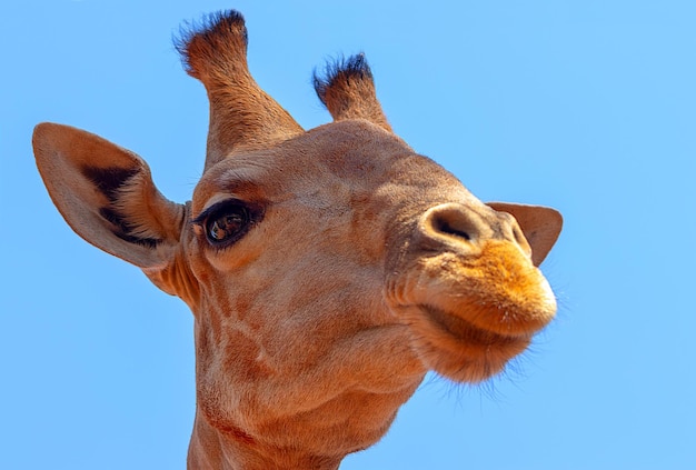 Girafe namibienne Gros plan sur fond de ciel bleu