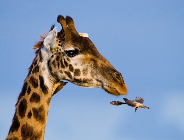 Girafe avec oiseau.