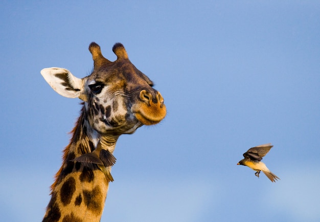 Photo girafe avec oiseau.