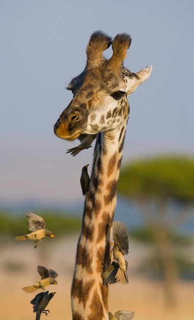 Girafe avec des oiseaux se bouchent