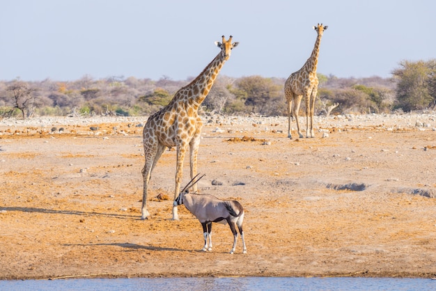 Photo girafe et oryx marchant dans la brousse.