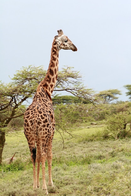 Une girafe paissant dans la brousse africaine, réserve du Serengeti, en Tanzanie.