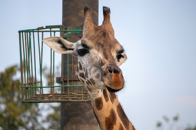 girafe portrait duveteux mignon visage de girafe