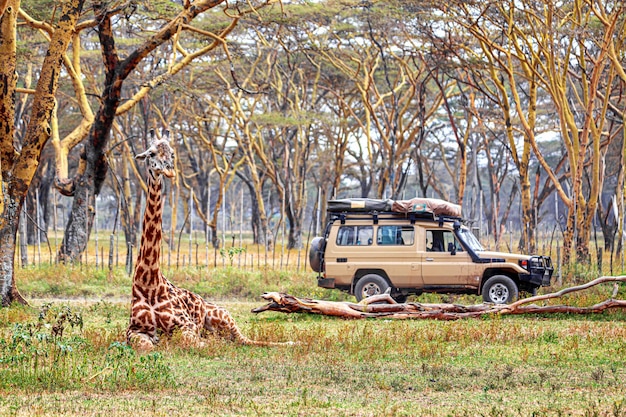 Girafe près de la voiture de safari dans le parc national, au Kenya. Notion de safari.