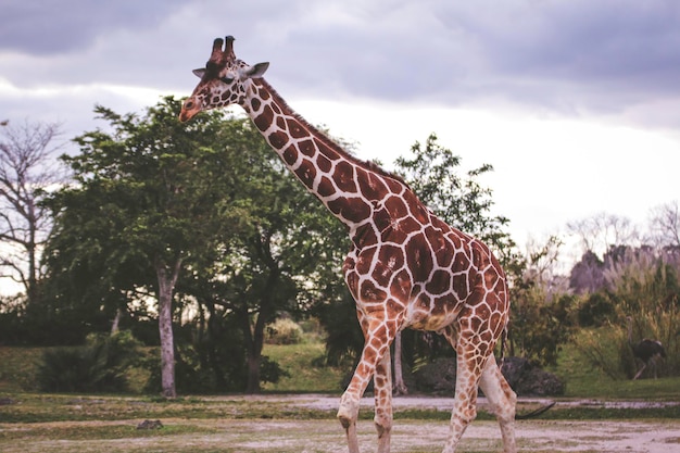 Photo une girafe qui se promène dans la forêt