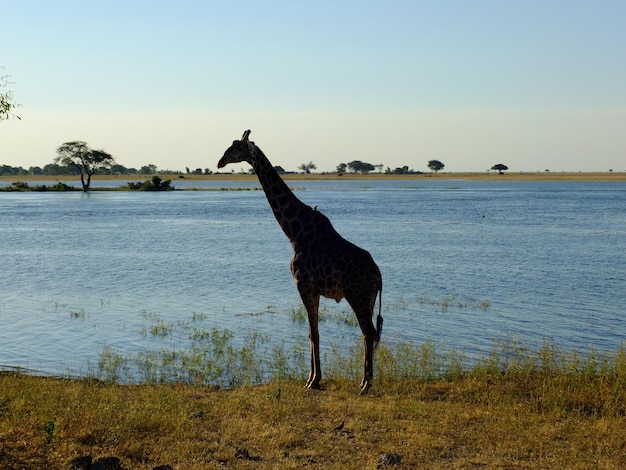 La girafe sur le safari dans le parc national de Chobe Afrique Botswana