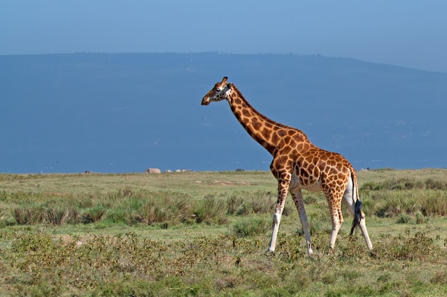 Girafe sauvage dans la savane africaine