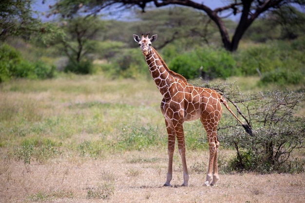 Girafe se promène dans la savane entre les plantes