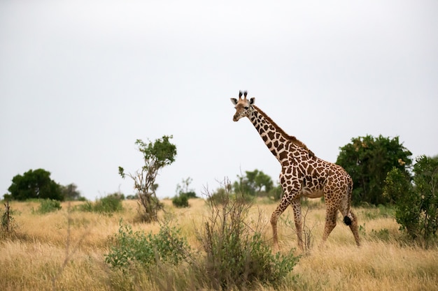 Une girafe se promène entre la brousse dans le décor de la savane