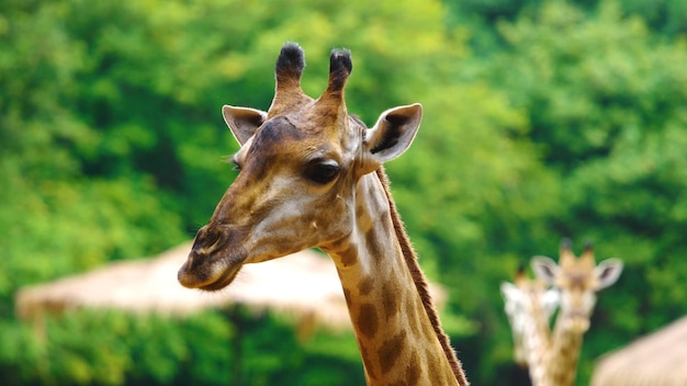 Une girafe se tient devant une forêt verte