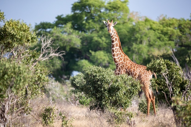 Une girafe se tient entre le buisson et les arbres