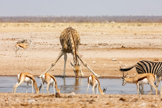 Girafe et springboks boit de l'eau à un point d'eau dans le parc national d'Etosha en Namibie