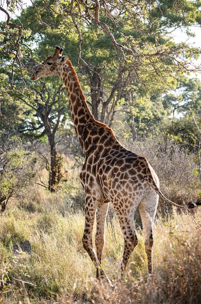 Photo girafe sud-africaine giraffa giraffa