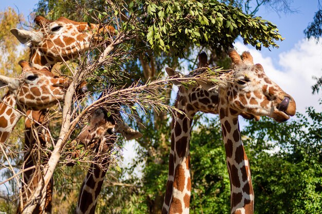 La girafe vit dans le zoo d'Israël Gros plan d'une girafe mangeant