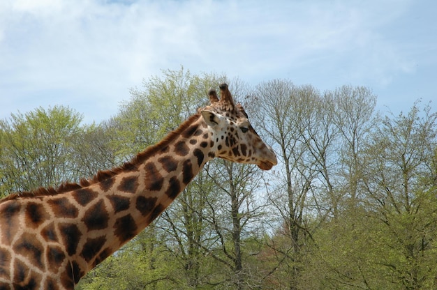 Girafe