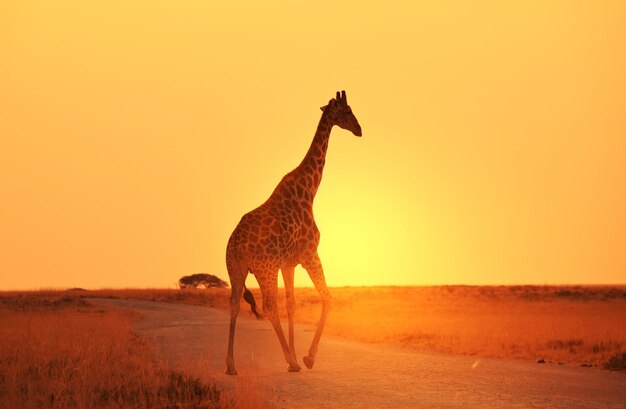 Girafe