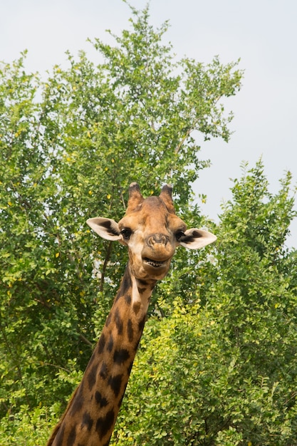 Girafe