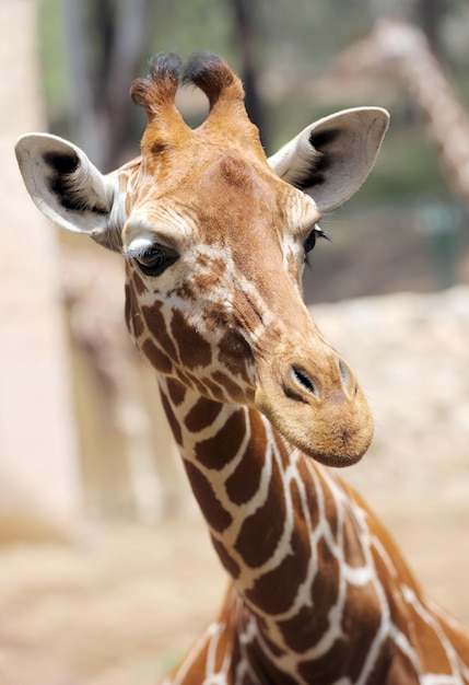 Girafe