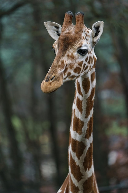 Girafe