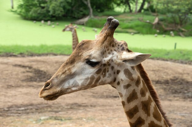 Girafe