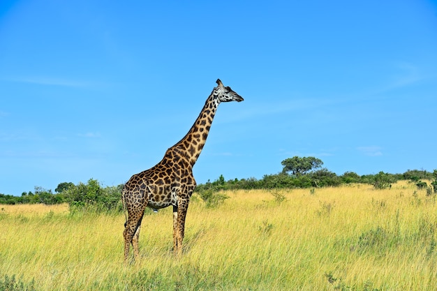 Girafes africaines dans la savane du parc Masai Mara