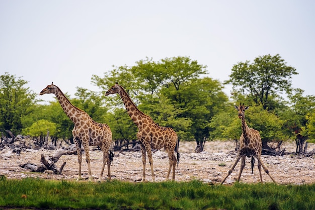 Des girafes boivent l'eau d'un point d'eau dans le parc national d'Etosha