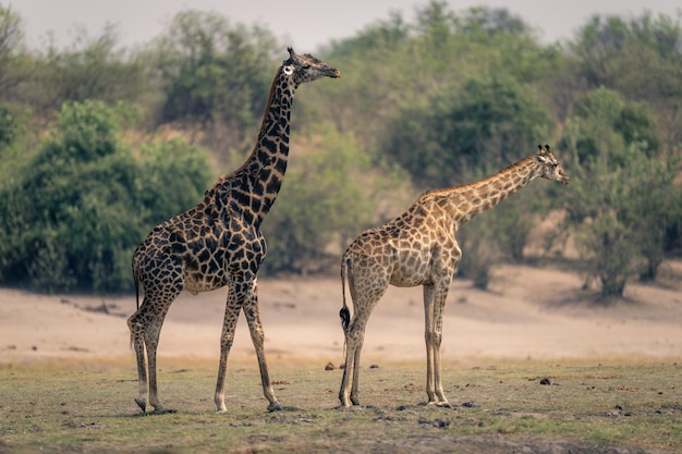 Les girafes sur le champ