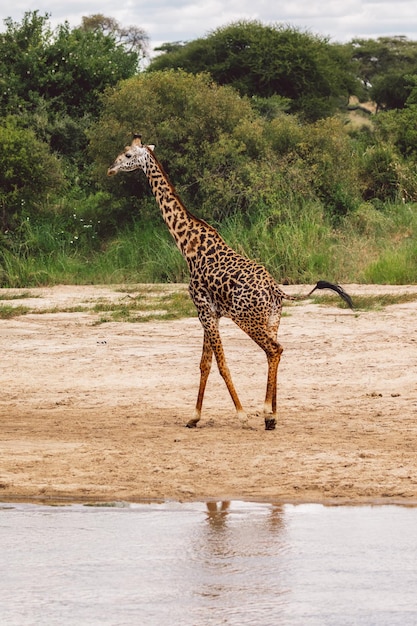 Photo les girafes sur le champ