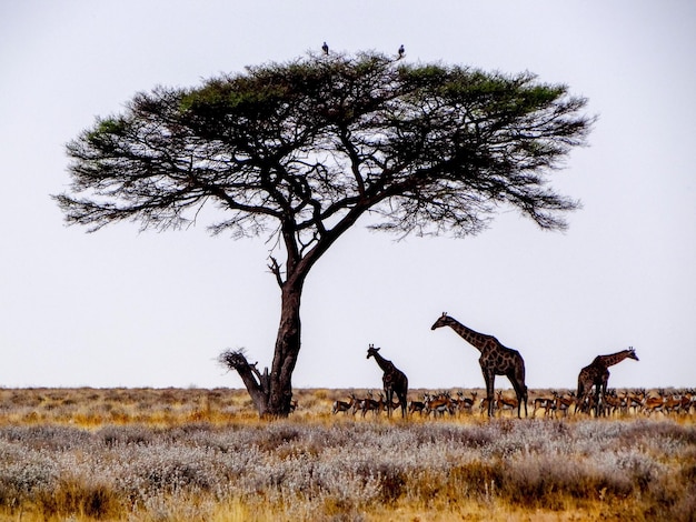 Des girafes à côté d'un arbre sur un champ contre un ciel clair