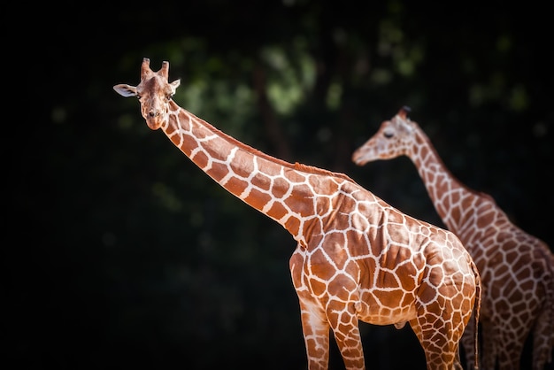 Les girafes dans la forêt