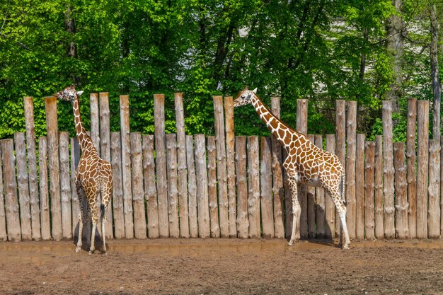 Les girafes dans la nature