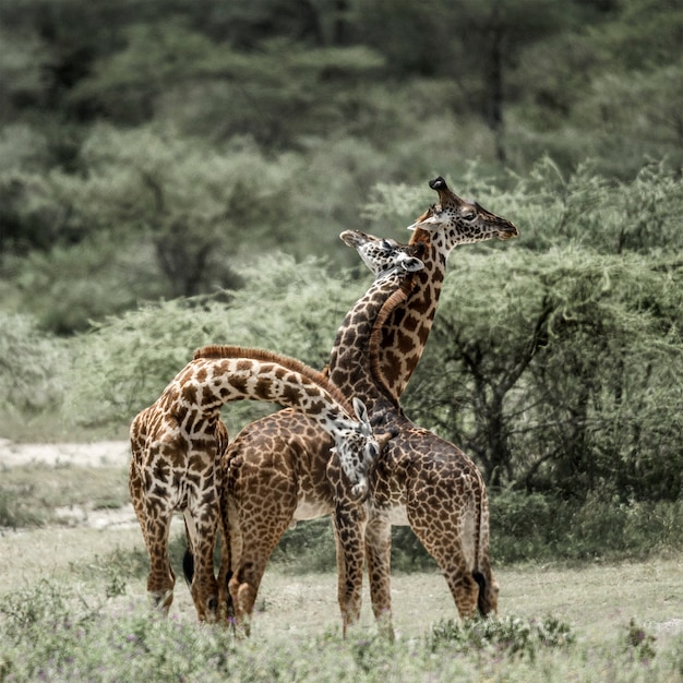 Girafes jouant dans le parc national du Serengeti